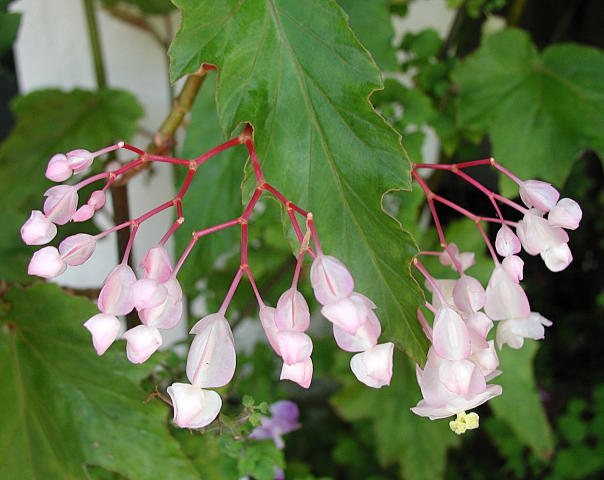 B. ‘Kenzii’